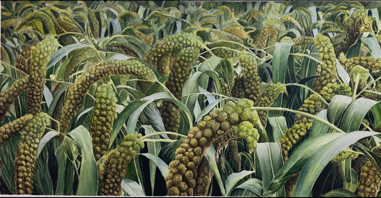 Ears Of Grain