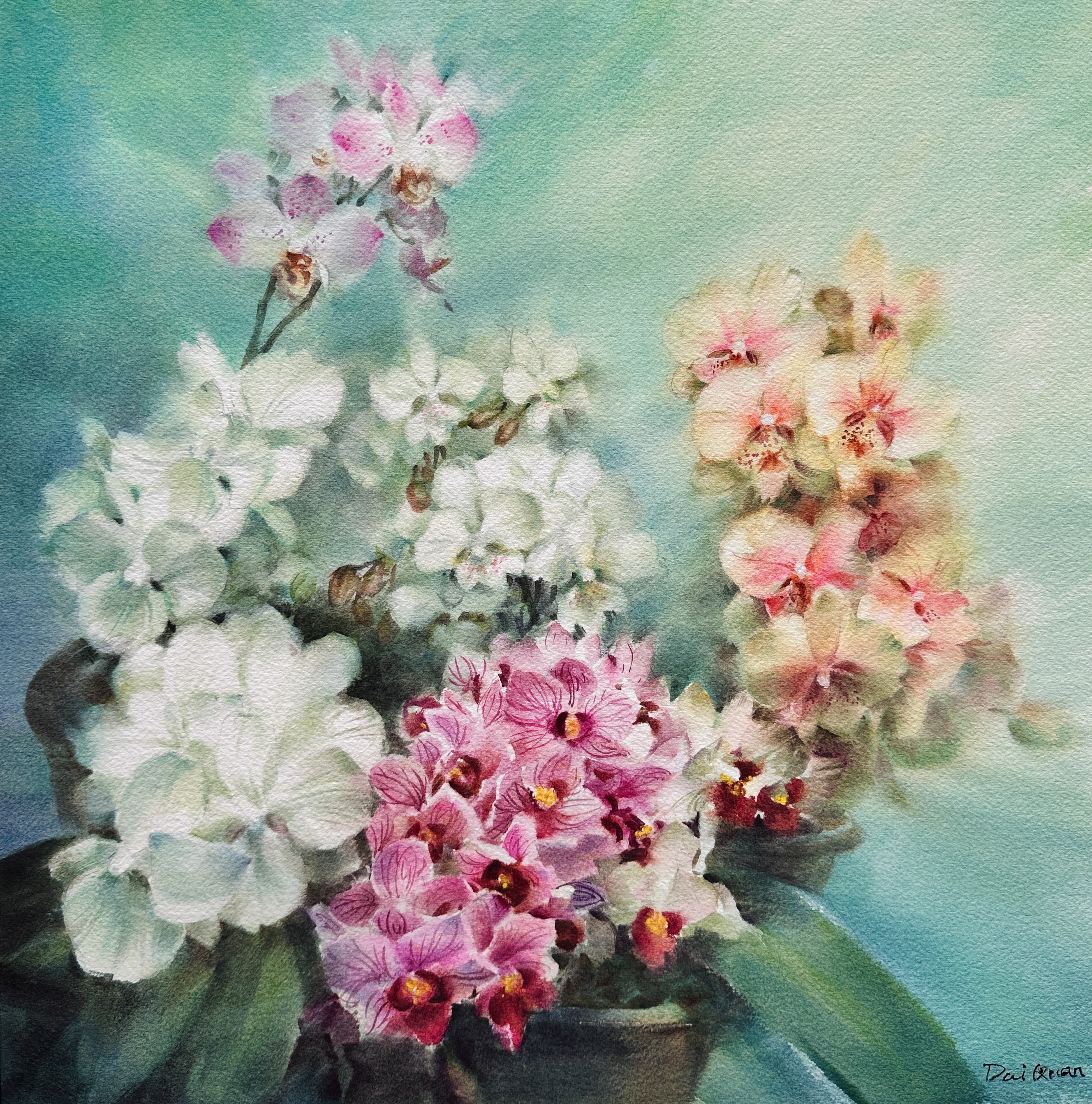  Phalaenopsis Orchid -Third Prize